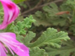 Pelargonium quercifolium leaf hairiness
